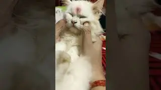 #viral #cat #video #trending #belaa #🧿💝💝💝