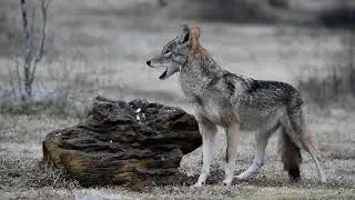 Coyote7