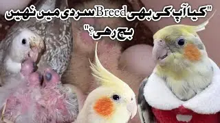 Kia Cockatiel sardi mai breed krta hai? / Cockatiel breeding in winter / URDU || HINDI | 2026