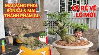 (@BÌNH #zalo_0919536596)#Mai vàng phoi Bonsai & mai vàng TP GL 9/8/2025 ĐC: P. Tân Lộc,TPCT