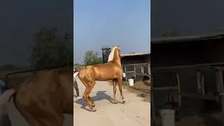 Do you ever seen Real Golden Horse #Shorts