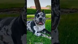 Small to big animal transformation !! #short ##youtubeshorts #trending #viral