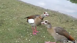 Nilgänse ruf Strandbad Blies Ludwigshafen am Rhein