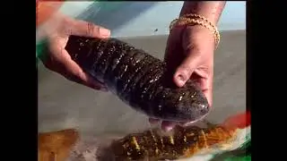 World of CMFRI The Sentinel of Indian Marine Resource