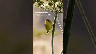 The Willow Warbler has one of the sweetest Summer songs
