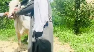 Most Athra Bull 😡 in Athray Bull Lovers #subscribe #cow