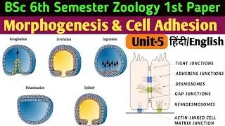 Morphogenesis and Cell Adhesion in Hindi//BSc 6th semester Zoology//Morphogenesis & Cell Adhesion