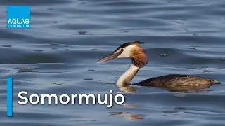 El SOMORMUJO |  Curiosidades de un PEZ CON ALAS