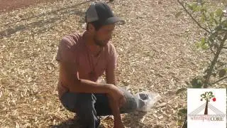 Community Orchards for Resources and Education Peas & Beans Educational Video