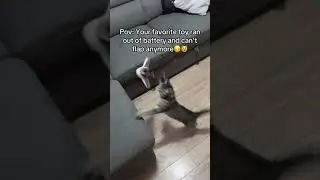 Amazing Pet Gift