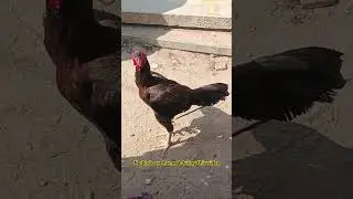 Pettamaru#birds#rooster #salaarbgm#ytshort#aseelmurga#trending#viralvideo#roosterchicken#chicken