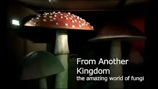 From Another Kingdom: The amazing world of fungi (exhibition walkthrough)
