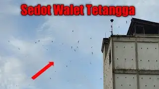 TARIK WALET TENTANGGA  SUPER JOSs.... #lintasanwalet