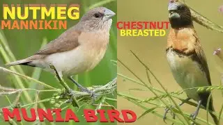 Munia. Mannikin Finch. Nutmeg Mannikins vs Chestnut Breasted Mannikins