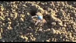 Soldier crabs Battle Matty!!!
