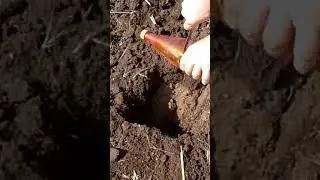 Come eliminare il #grillotalpa dall'orto | GUARDA IL VIDEO COMPLETO #SHORTS #orto