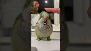 My Quaker Parrot 🦜 #short #birds #shortsvideo #parrot #pets #funnyvideo #talkingparrot #animals