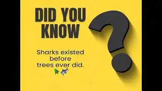 Weird facts video #dailyfacts #dailyvideo #quiz #shark