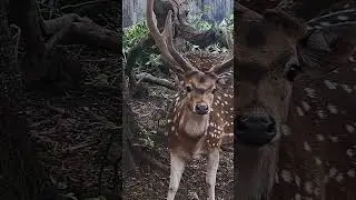 #deer behaviour #wildlife #nature #beauty #animal short#ytshort #trending #viral