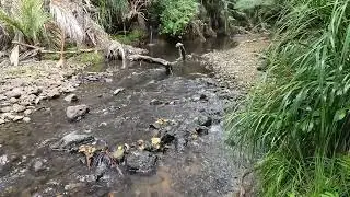 Beautiful New Zealand River Relaxes You