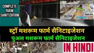 Mushroom farm sanitization #mushromfarmsanitization #मशरूम फार्म सैनिटाइजेशन l paddystrawmushroom