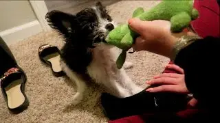 My Dog Can FLY! *MUST WATCH*