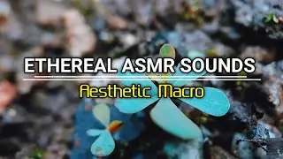 Aesthetic Macro Journey: Exploring Hidden Details in Slow Motion (Ethereal)