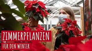 3 schöne Zimmerpflanzen für den Winter – Expedition in die Florawelt Dorsten (Weihnachtsstern & Co)
