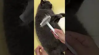 How to Stop Cat Shedding, Tips and Tricks #aumuca #aumucapetbrush #cat #cats #catlovers #catshorts