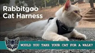 Шлейка для кошек Rabbitgoo &mdash; лучший способ выгуливать кошку?