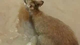 Wallaby tries to swim in floodwater