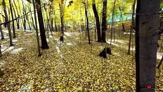 Here&rsquo;s a quick flight through the woods with some stunning fall colors 4K Drone Footage