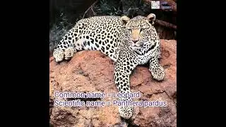 Scientific name of Leopard