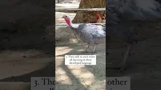 Things Most People Don't Know About Turkeys