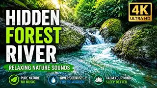 Hidden Tropical River Paradise | Relaxing Nature Sounds & Forest Ambience 🌿💦