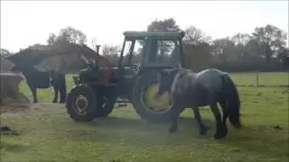Calissi is not fazed by our tractor