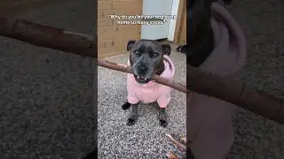 Holly & Her Stick Library🥹🐾🥰 Those Eyes Though... #puppyeyes #thoseeyes