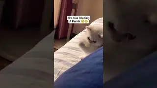 one punch cat