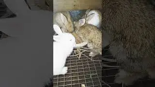 feed for rabbit growth #rabbit #rabbitday #rabbitry