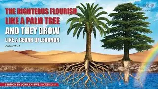 The Righteous Flourish Like A Palm Tree And They Grow Like A Cedar Of Lebanon