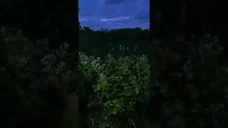 That noise is from marsh frogs #frog