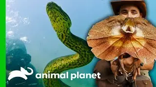 Coyote Faces Some Of The Deadliest Reptiles Around The World | Coyote Peterson: Brave The Wild