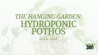 The Hanging Garden Hydroponic Pothos No Soil - hydroponics360.com