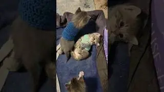 Kitten squeak summons Mama Cat #catshorts #catinstincts #catmom