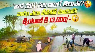 ఎకరాన 1,00,000/- దిగుబడి ఇచ్చే వరి రకాన్ని చూసారా?🌾👍🏻#FarmingVideos#TeluguFarming #SmartFarming
