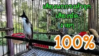 เสียงฝึกลูกนกกรงหัวจุก #นกกรงหัวจุก