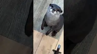 Where is my food? Cute Otter #ytviral #cuteanimal #ytshorts #cute  #otternoise #animals