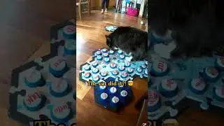 Our CAT Used TALKING BUTTONS to Tell The DOG to be QUIET 🤯💀 #shorts