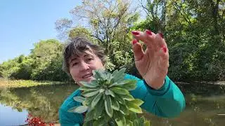 CRISTATAS: A ROSA DO DESERTO RABO DE SEREIA OU CRISTA DE GALO