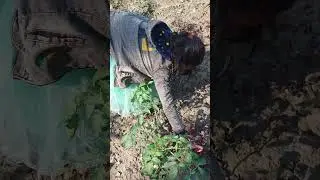 Красная капуста обладает приятным ароматом.